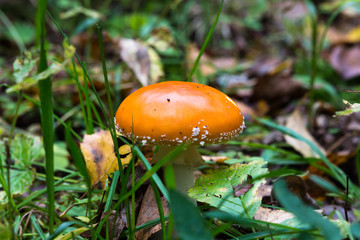 Mushrooms in the grass, amanita mushroom with a hat trimmed