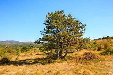 View of black pine