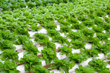 Fototapeta na wymiar vegetables grown using hydroponics in cameron highland, malaysia