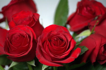 flowers, red roses