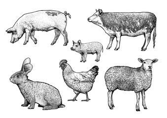 Engraved, vector farm animals illustration.