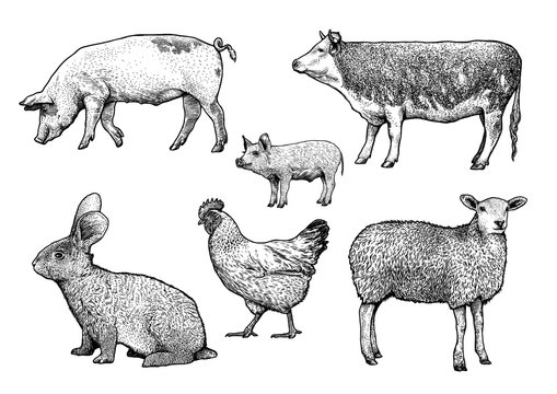 Engraved, vector farm animals illustration. Stock Vector | Adobe Stock