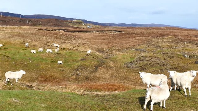 4K video of cute sheep walking around at highland, Scotland