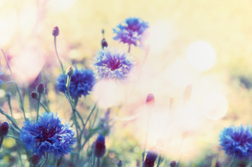 Beautiful Cornflowers  floral nature background,border