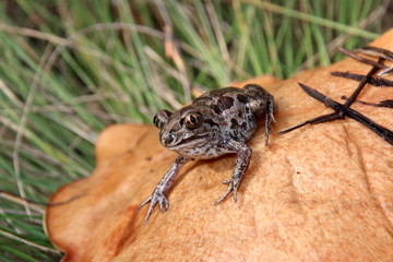 Common spadefoot (Pelobates vespertinus) sitting on a slippery jack (Suillus luteus) mushroom cap in the September forest