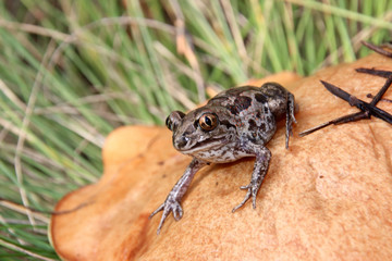 Common spadefoot (Pelobates vespertinus) sitting on a slippery jack (Suillus luteus) mushroom cap in the September forest