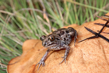 Common spadefoot (Pelobates vespertinus) sitting on a slippery jack (Suillus luteus) mushroom cap in the September forest