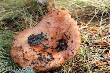 Common spadefoot (Pelobates vespertinus) sitting on a saffron milk cap (Lactarius deliciosus) cap in the September forest