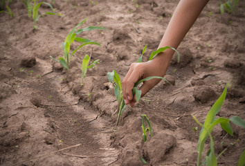 Hands protect young corn in corn field with dry ground.Concept o