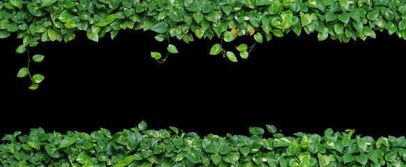 Heart shaped green leaves vine plant of devil's ivy or golden pothos popular houseplant nature frame layout isolated on black background.