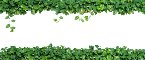 Nature frame layout of heart shaped green leaves vine plant devil's ivy or golden pothos isolated on white background