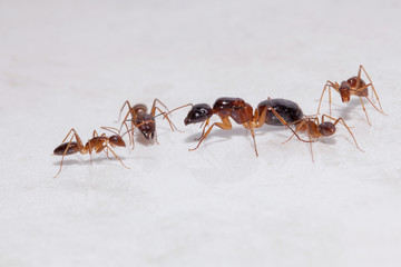 Large queen surrounded by smaller attendants of ant colony