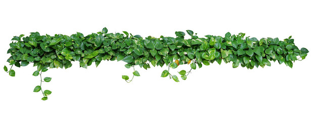Heart shaped green leaves vines of devils ivy or golden pothos (Epipremnum aureum) plant bush isolated on white background with clipping path. - obrazy, fototapety, plakaty