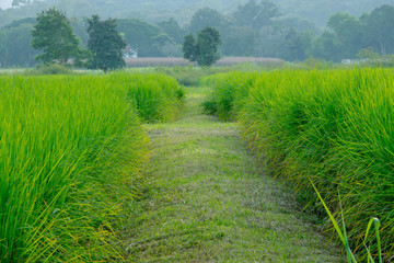 Grass field landscape
