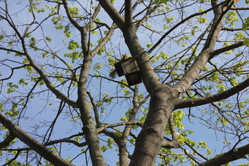 Trees