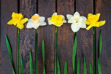 Daffodil on dark wooden background. Yellow and white narcissus. Greeting card. Top view. ..