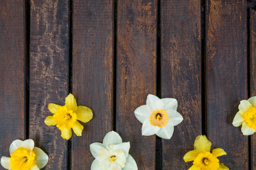 Daffodil on dark wooden background. Yellow and white narcissus. Greeting card. Copy space. Top view. ..