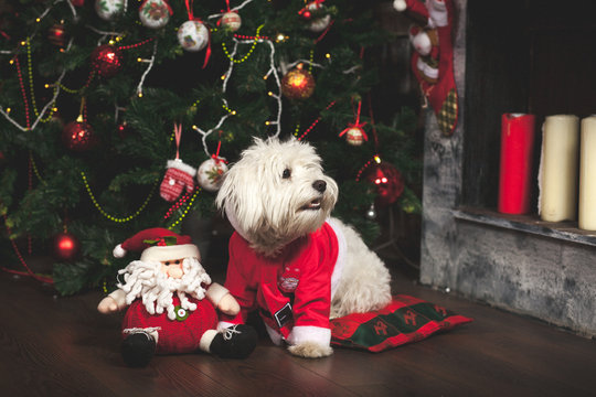 Cute white puppy in Santa dress