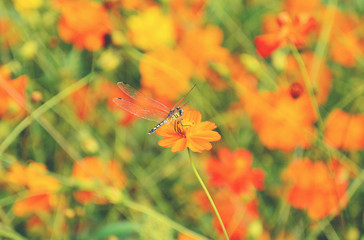 butterfly on marigold flowers vintage style in a beautiful garden.