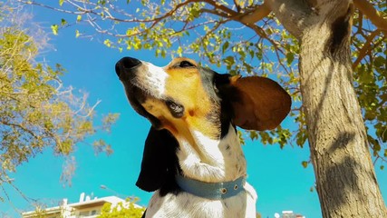 Funny hunt dog portrait with long ears shaking by the wind. A beautiful relaxing moment of a happy and healthy  dog.