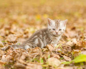 Naklejka na ściany i meble Tabby kitten sitting in autumn park