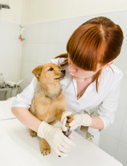 Vet cutting dog toenails