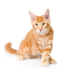 Walking maine coon cat looking at camera. isolated on white 