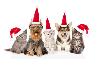 Group cats and dogs in red santa hats looking at camera. isolated on white