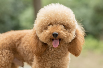 Toy Poodle On Grassy Field.