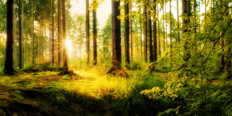 Idyllischer Wald, malerischer Sonnenaufgang in der Natur