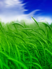 Wheat field against a blue sky