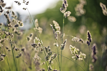 Grass on Summer Meadow