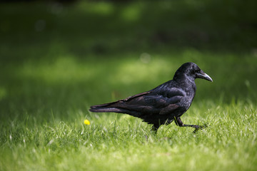 Fototapeta premium Ravem on Summer Meadow