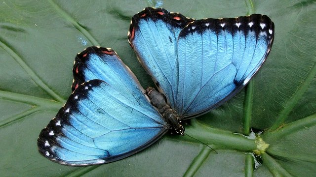 Blauer Morphofalter