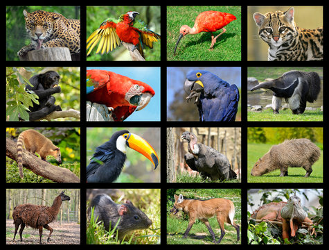 Sixteen mosaic photos of South American animals