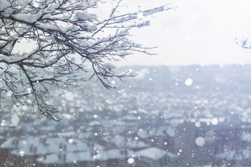Trees in the snow. Snowfall. Frosty cold weather. Fog, snow storm. Snowy park.