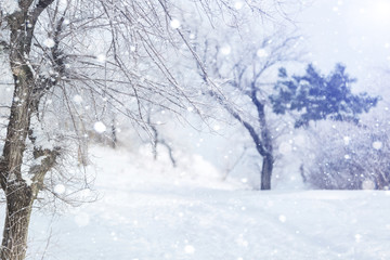 Trees in the snow, snow. Snow, freezing. Christmas, New Year, snowy landscape. Winter background. Copy space.