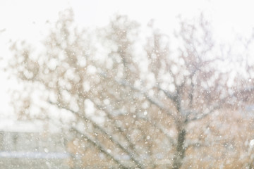 Trees in the snow.  Snowfall. Frosty cold weather. Fog, snow storm. background backdrop texture.
