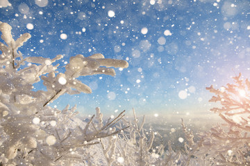 Obraz na płótnie Canvas Trees in the snow. Sunlight sunset or sunrise. Snow, freezing. Christmas, New Year, winter landscape.