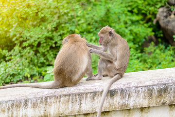 Naklejka na ściany i meble monkeys (crab eating macaque) grooming one another.