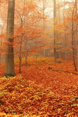Autumn Forest in Germany