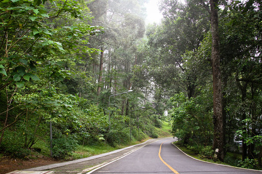 Fototapeta The road among the green forest in rainy season ,the northern  Thailand