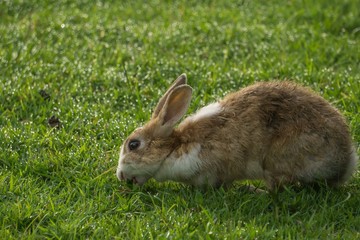 Rabbit on the meadow at the fresh morning.