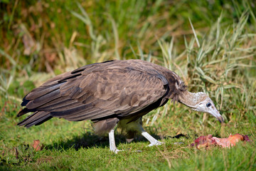 Brown vulture (Neophron monachus) on grass and piece of meat