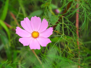 Obraz premium コスモスの花