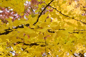 노란 은행나무 잎/공원에서 만난 가을을 느끼게 해주는 노란 은행나무 잎/ginkgo leaves