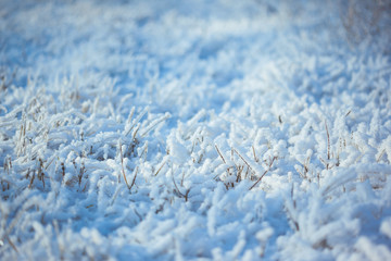 Obraz premium Strong icy grass with ice crystals