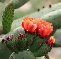 Floraison du figuier de barbarie