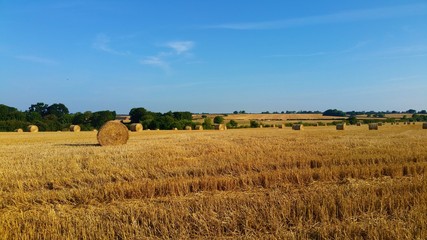 Summer Fields