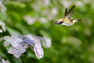 Hummingbird hovering on Hydrangea
